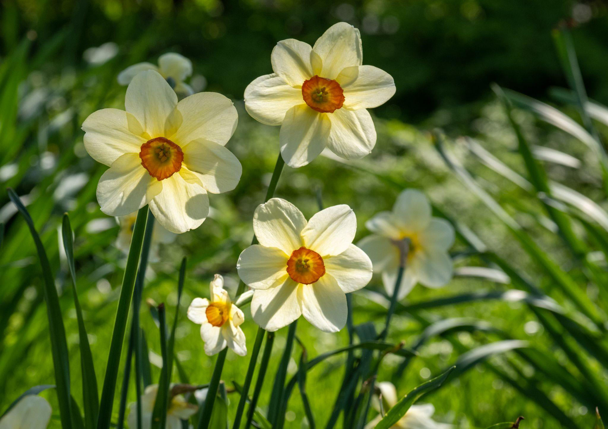 European-Daffodil